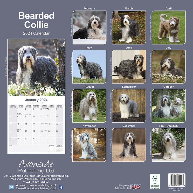 Bearded Collie Calendar 2024 (Square) Dogs Naturally